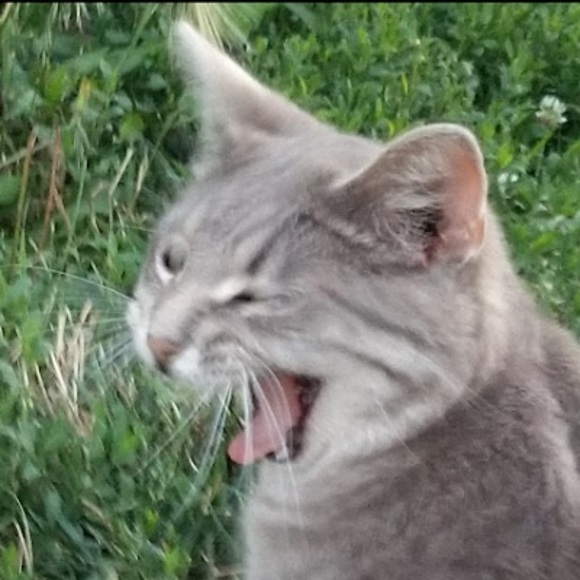 Meet your Posher, Maya - Picture 1 of 1